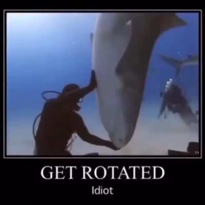 What da shark doin?