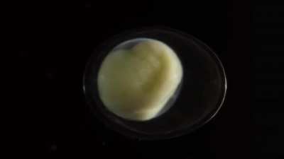 Fascinating time-lapse of a salamander growing from a single cell, into a complete, complex living organism over three weeks. Credit: Jan van IJken