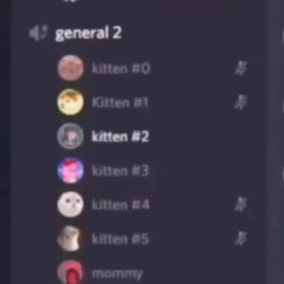 kitten rule