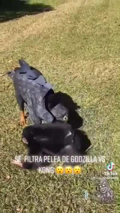 Godzilla va Kong🤑