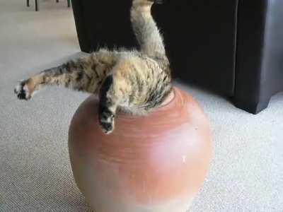 Fat Cat in pot !!