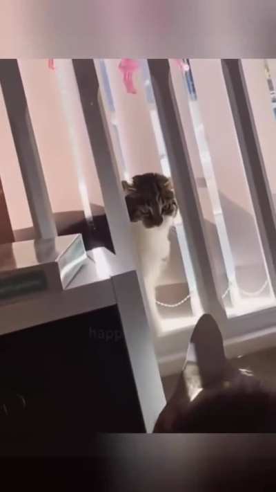 Scary cat