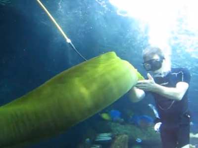 That&rsquo;s a moray