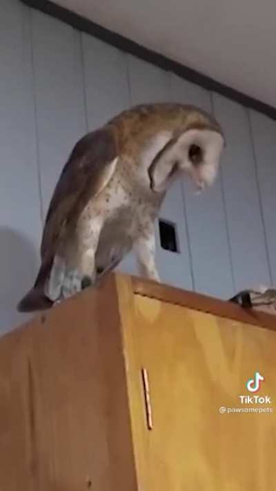Owl doesnt like puppy