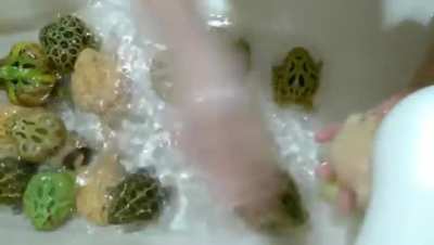Frogs