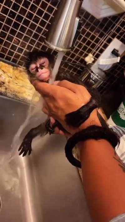 love monkeys