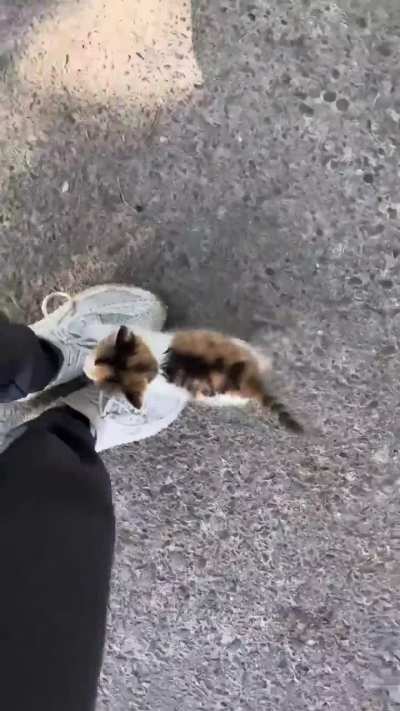 You're now a cat owner 