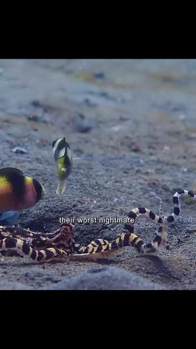 🔥 The Featureless Seafloor That Isn&rsquo;t Empty - The Mimic Octopus