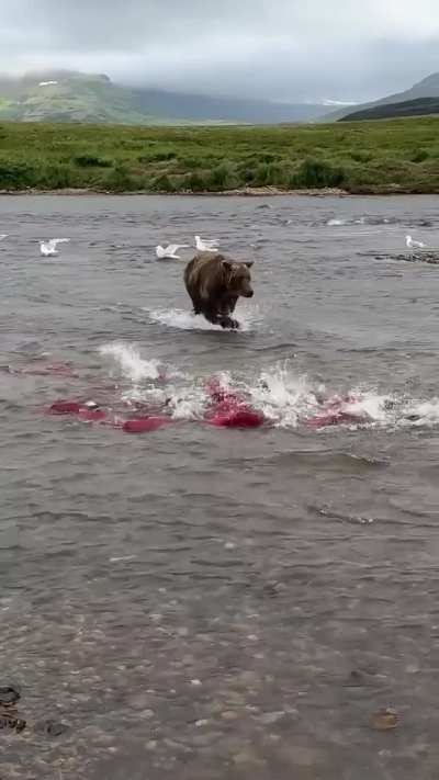 🔥 Bear has its pick of Salmon.
