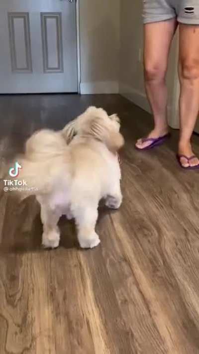 Accountant dog