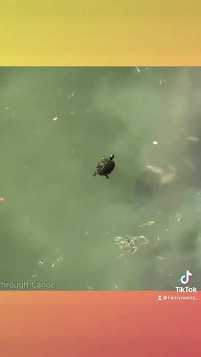 This guy&rsquo;s content is trash!! btw watch this turtle get scared by a big fish