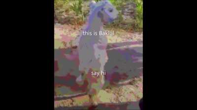 Baklul Smikkel