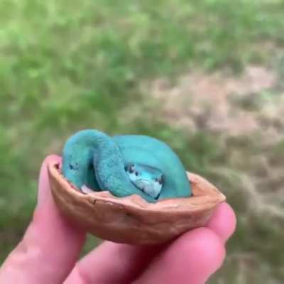 The most compact snake.