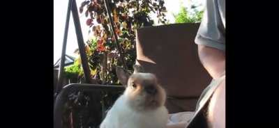 Bunny Sneeze (Turn your Volume on)
