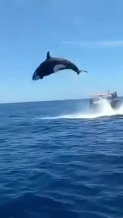 "This orca collides with a dolphin mid-air"