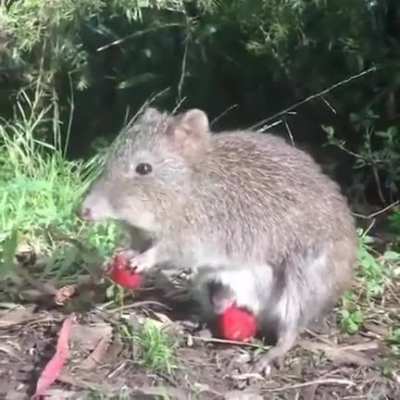 🔥Yummy strawberry