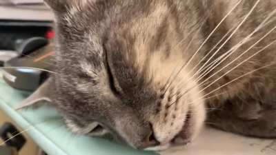 cat dreaming that he was drinking..