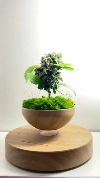 A little floating photo shoot of my harvested 3&rdquo; tall Sour Crack clone.