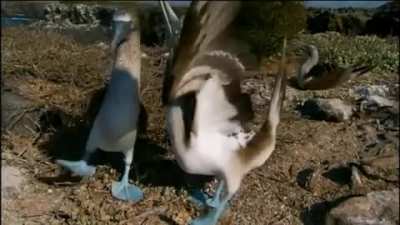 Though they may look clumsy and comical on land, Blue-footed Boobies are excellent in flying and swimming. The name booby comes from the Spanish word "bobo" which means "stupid", "foolish", or "clown".