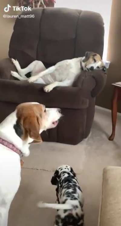 Older dog is not amused
