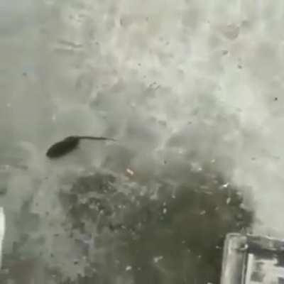 rat