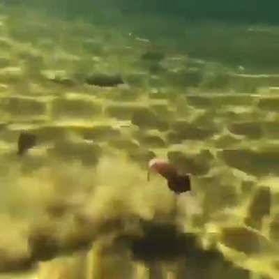 This fish bait...