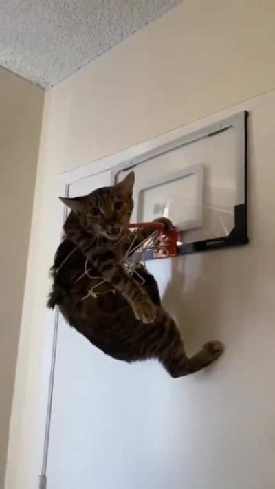 Halp..!