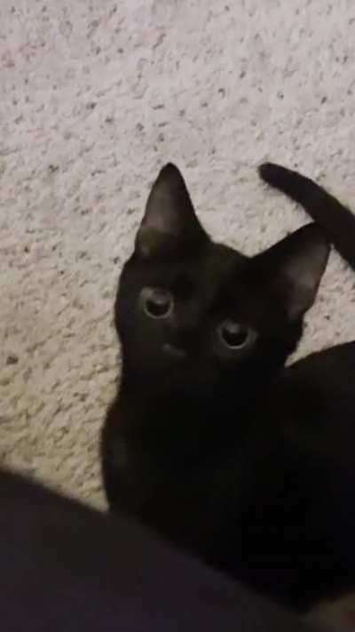 I was told my fruitbat would be fitting here! So here&rsquo;s the boi, he attac.