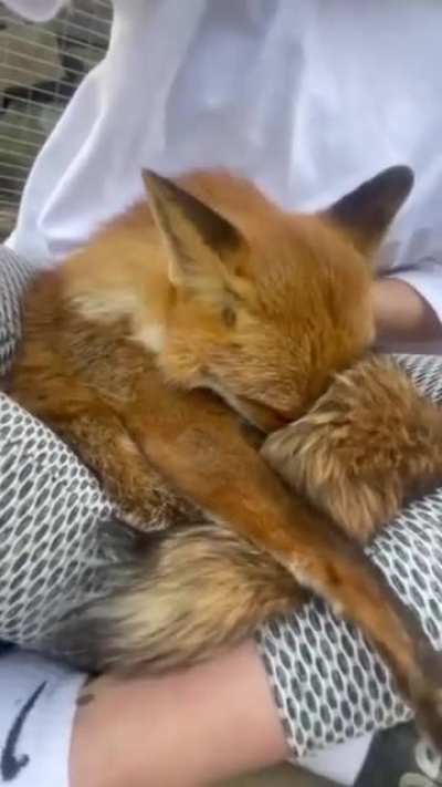 &ldquo;Soft and warm Foxy&rdquo; 🦊😘🤗