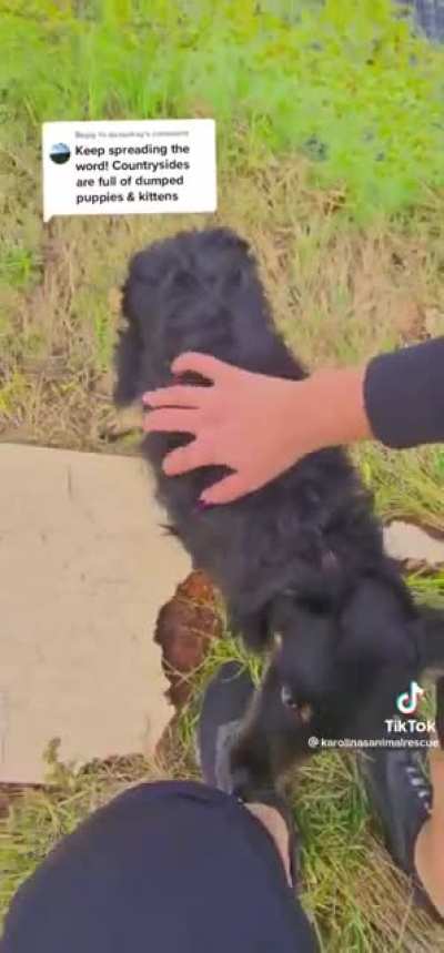 Woman finds a dumped puppy (adopts it)