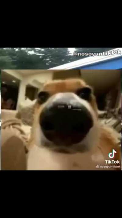 amogus repherence?//??
