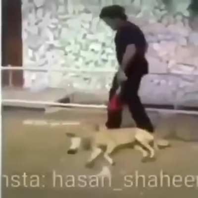 boink 🎺