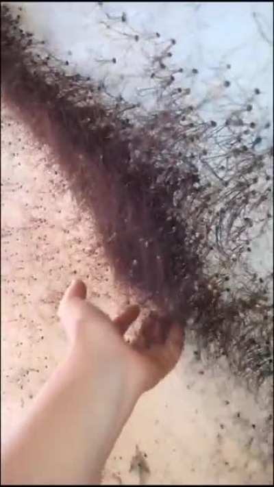 Spider man