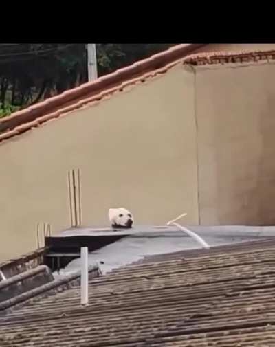 Who is in the video - a cat or a dog, what do you think?🧸🐶