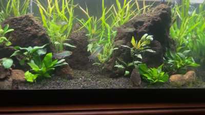 Tanks only 3 months old i cant wait to see what it&rsquo;ll become .