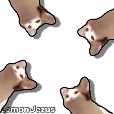 great song and kitty