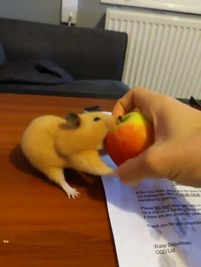 Trying to eat the entire Apple