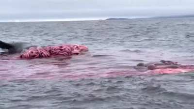 Whale Explodes out of nowhere