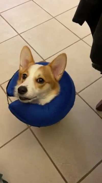 hear me out hooman