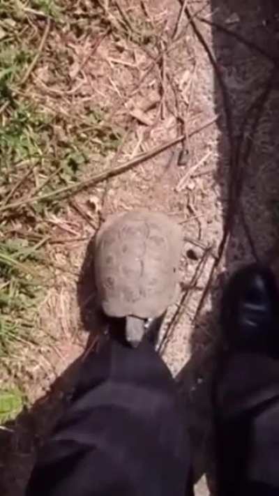 Unprovoked attack in someone&rsquo;s back yard.