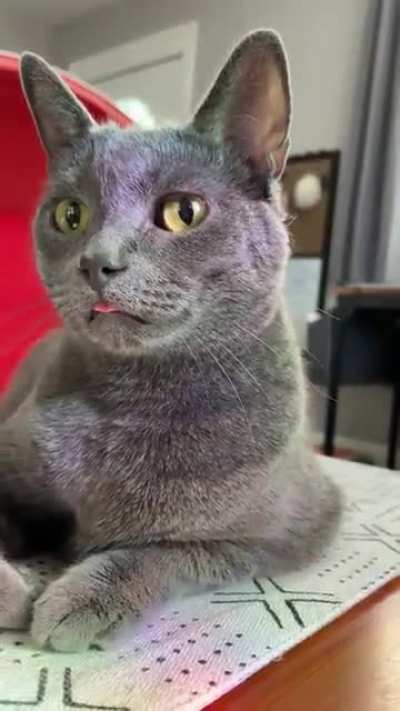 Blep 👁 👅 👁