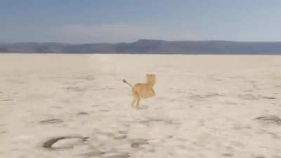 Blursed Lion King