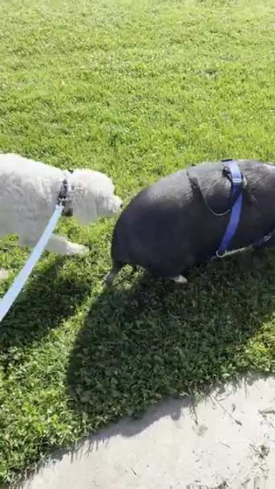 Enzo meets his first pig. As you&rsquo;ll see, it&rsquo;s not what he expected.