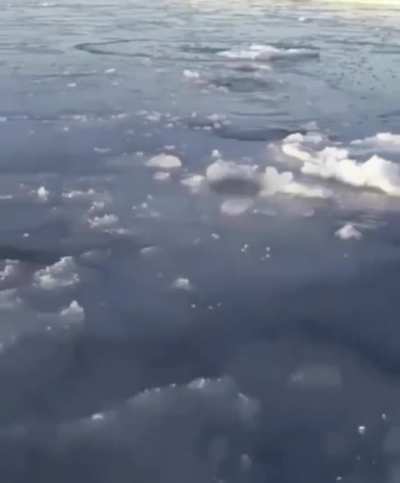 Polar bear Mom breaking ice at short intervals so the cubs can breathe