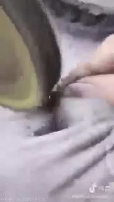 Que