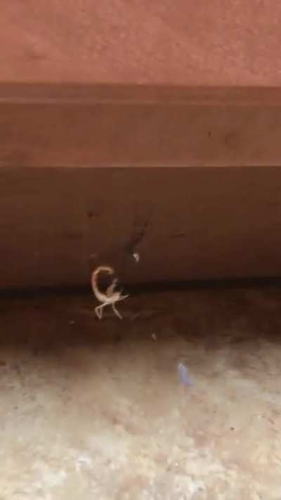 Really glad I found these two before my baby did&hellip;. he was crawling near here just minutes prior to the video!