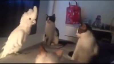 meow