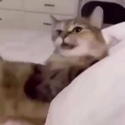 cat do be screaming