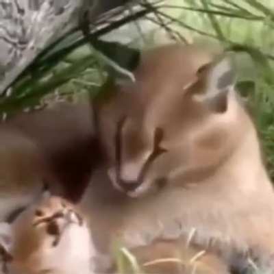 Floppa mom and baby