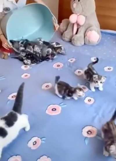 Много Котиков не бывает...